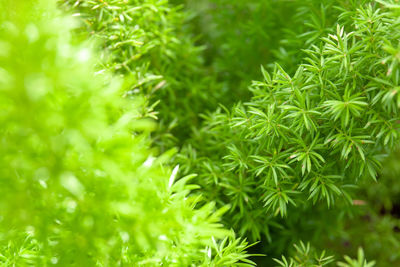 Close-up of green leaves
