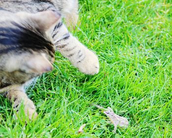 High angle view of dog on grass