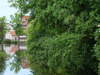 Plants and trees by lake against buildings