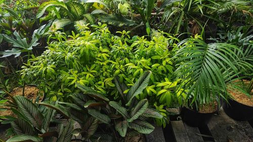 Close-up of plants