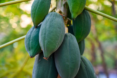 Close-up of fruit growing on tree