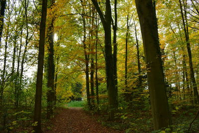 Trail amidst trees in forest