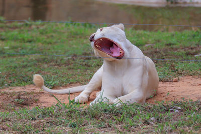 Dog resting on field