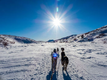 Sled dogs on snow covered mountain against sky