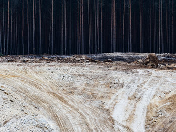 View of trees in forest