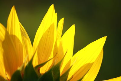 Close-up of yellow flowering plant