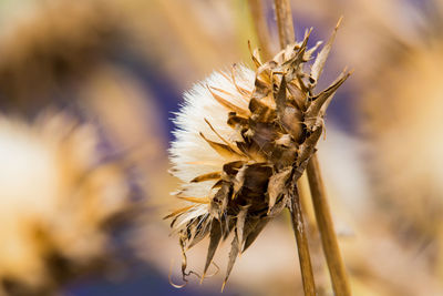 Close-up of wilted plant