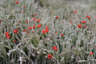 Poppy flowers blooming outdoors