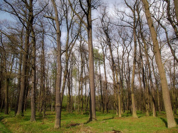 Trees in forest