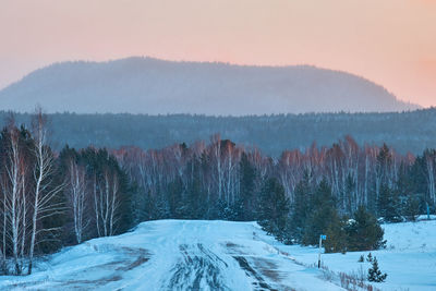 Trees on snow covered landscape