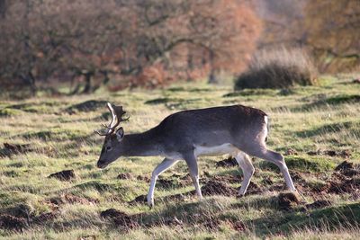Deer on field