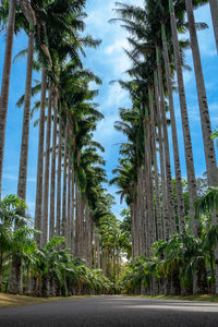 Low angle view of trees against sky