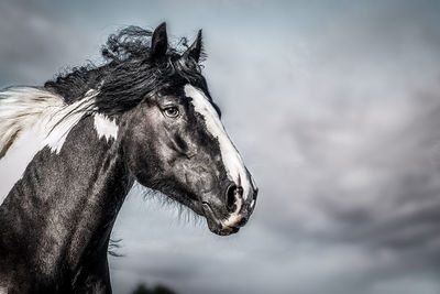 Close-up of a horse