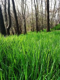 Scenic view of grassy field against sky