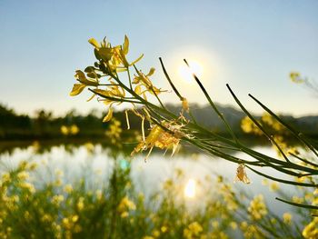 Close-up of flowering plant on field against sky