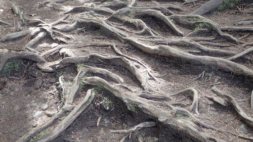 Full frame shot of tree roots