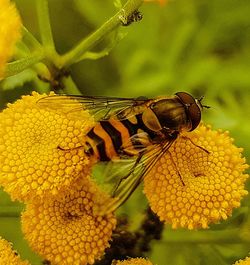 Close-up of insect