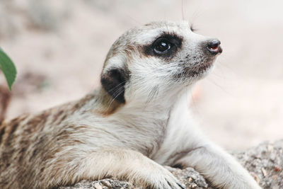 Close-up of an animal looking away