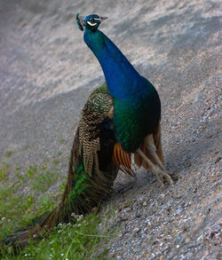 High angle view of peacock