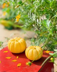 Close-up of pumpkin on field