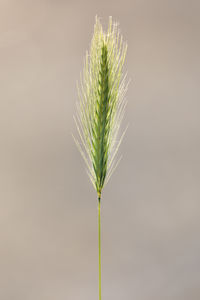 Close-up of plant against white background