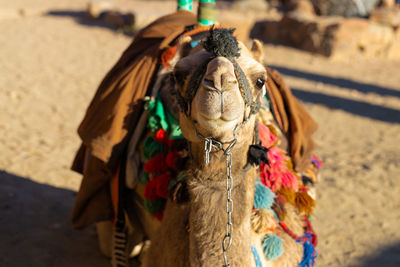 Dromedar camel in the background sands of hot desert, egypt, sinai