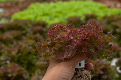 Close-up of hand holding red flowering plant