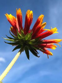 Close-up of red flower against sky