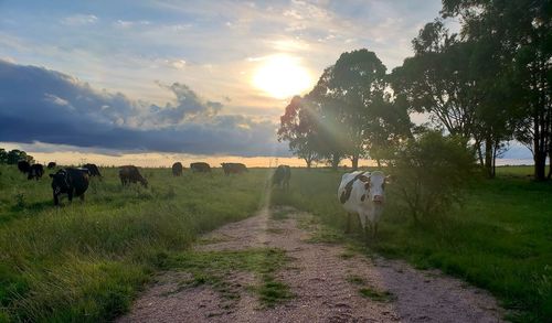 Cows grazing on field during sunset
