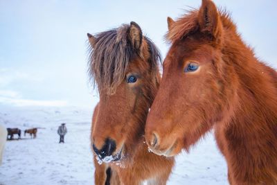 Close-up of horses standing on snow covered landscape