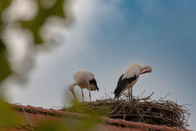 Low angle view of storks perching on nest