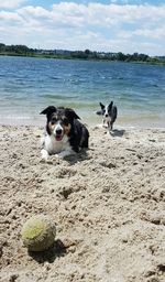 Portrait of dog on beach against sky