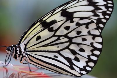 Close-up of butterfly on leaf