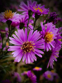 Close-up of pink flowering plants