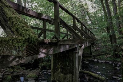 Abandoned trees in forest