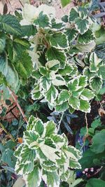 Close-up of green lizard on plant