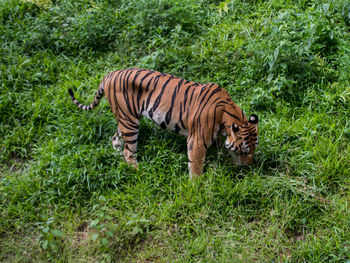 Tiger on the ground