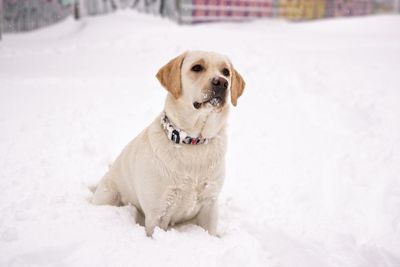 Dog lying on snow covered land