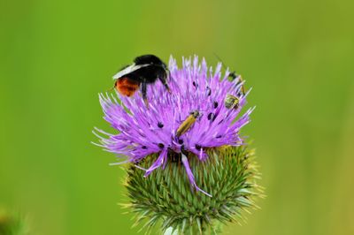 Close-up of bumblebee on purple flower
