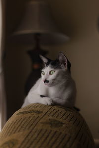 Black and white cat lying on the brown sofa