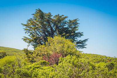 Tree on landscape against clear blue sky