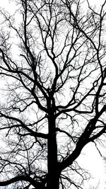 Low angle view of bare trees against sky