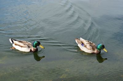 High angle view of ducks swimming in lake