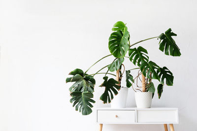 Green tropical monstera plants on toilet table in light and airy interior of room