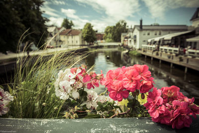 Close-up of flowers against built structure