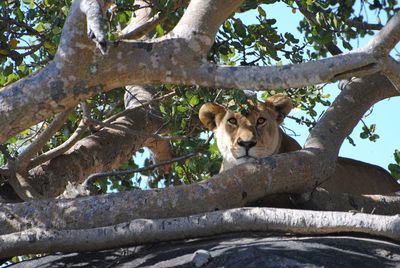 Low angle view of lizard on tree