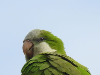 Low angle view of parrot perching against clear sky