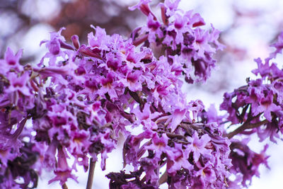 Close-up of pink flowers