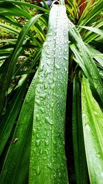 Close-up of water drops on leaves