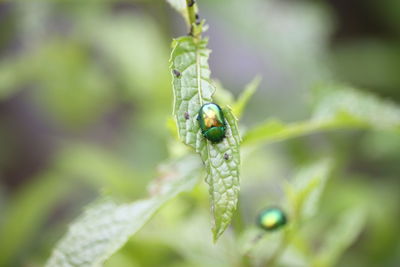 Close-up of insect on leaf